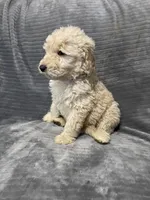 Duke, a male Goldendoodle for sale in Carbondale, KS – Photo 5 of 8