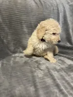 Duke, a male Goldendoodle for sale in Carbondale, KS – Photo 6 of 8