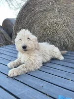 Duke, a male Goldendoodle for sale in Carbondale, KS – Photo 2 of 8