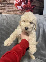 Duke, a male Goldendoodle for sale in Carbondale, KS – Photo 8 of 8