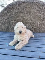 Duke, a male Goldendoodle for sale in Carbondale, KS – Photo 4 of 8