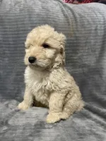 Duke, a male Goldendoodle for sale in Carbondale, KS – Photo 7 of 8
