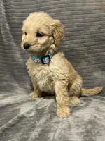 Flower, a female Goldendoodle for sale in Carbondale, KS – Photo 3 of 7
