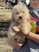 Flower, a female Goldendoodle for sale in Carbondale, KS – Photo 5 of 7