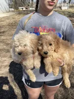Flower, a female Goldendoodle for sale in Carbondale, KS – Photo 7 of 7