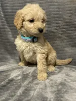 Flower, a female Goldendoodle for sale in Carbondale, KS – Photo 6 of 7