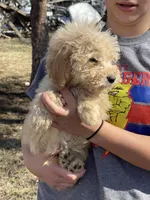 Flower, a female Goldendoodle for sale in Carbondale, KS – Photo 2 of 7