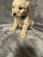 Flower, a female Goldendoodle for sale in Carbondale, KS – Photo 4 of 7