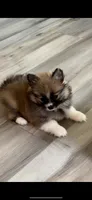 Boba, a female Pomeranian for sale in Haines City, FL – Photo 2 of 3