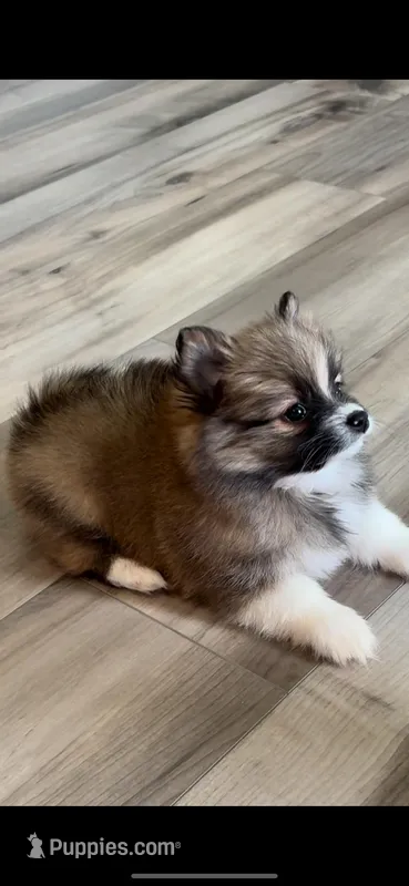 Boba – Pomeranian puppy for sale in Haines City, FL