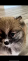 Boba, a female Pomeranian for sale in Haines City, FL – Photo 3 of 3