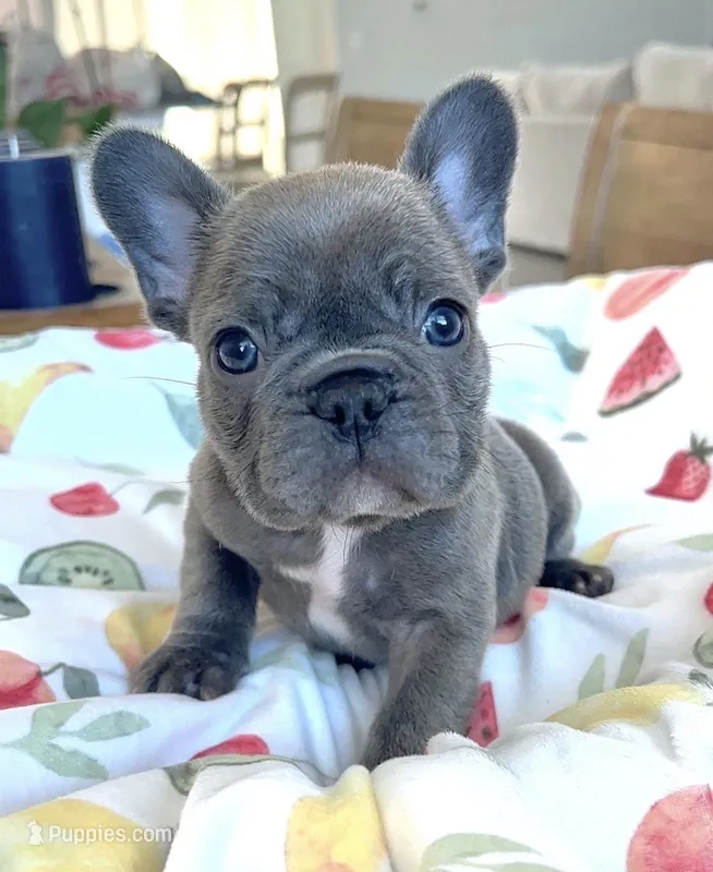King – French Bulldog puppy for sale in Philadelphia, PA