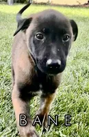 Bane, a male Belgian Malinois for sale in Redding, CA – 1 of 2