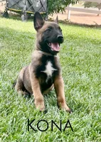 Kona, a male Belgian Malinois for sale in Redding, CA – 2 of 3