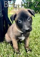 Blitz, a male Belgian Malinois for sale in Redding, CA – 2 of 2