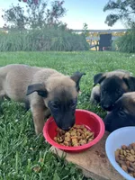 Ace, a male Belgian Malinois for sale in Redding, CA – 3 of 3