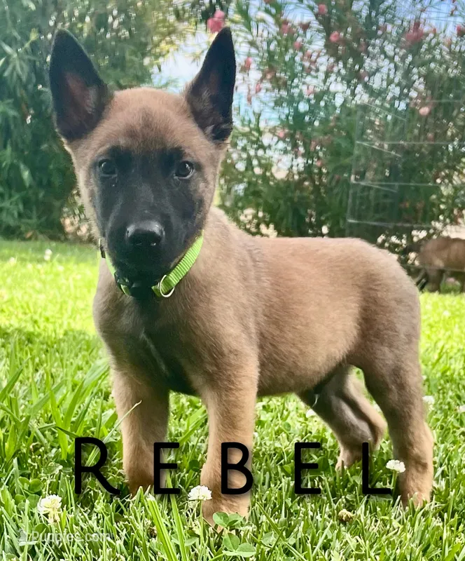 Rebel – Belgian Malinois puppy for sale in Redding, CA