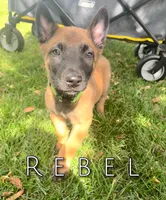 Rebel, a male Belgian Malinois for sale in Redding, CA – 2 of 4