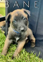 Bane, a male Belgian Malinois for sale in Redding, CA – 2 of 2