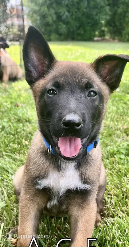 Ace – Belgian Malinois puppy for sale in Redding, CA