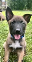 Ace, a male Belgian Malinois for sale in Redding, CA – 1 of 3