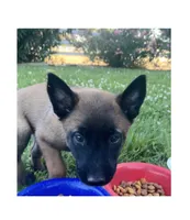 Rebel, a male Belgian Malinois for sale in Redding, CA – 4 of 4