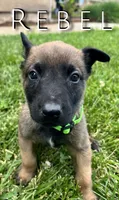Rebel, a male Belgian Malinois for sale in Redding, CA – 3 of 4