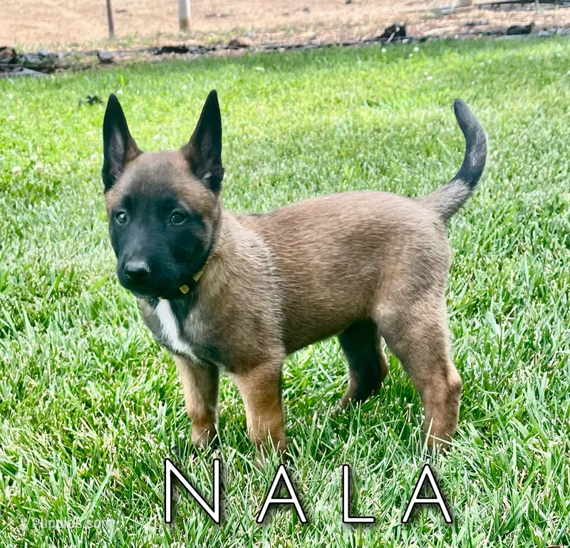 Nala – Belgian Malinois puppy for sale in Redding, CA