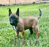 Nala, a female Belgian Malinois for sale in Redding, CA – 1 of 2