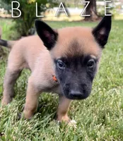 Blaze, a male Belgian Malinois for sale in Redding, CA – 2 of 3