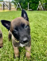 Nala, a female Belgian Malinois for sale in Redding, CA – 2 of 2
