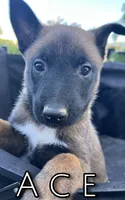Ace, a male Belgian Malinois for sale in Redding, CA – 2 of 3