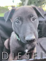 Diesel, a male Belgian Malinois for sale in Redding, CA – 2 of 2