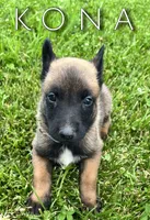 Kona, a male Belgian Malinois for sale in Redding, CA – 3 of 3