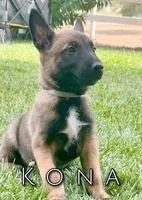 Kona, a male Belgian Malinois for sale in Redding, CA – 1 of 3