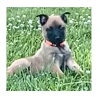 Blaze, a male Belgian Malinois for sale in Redding, CA – 1 of 3