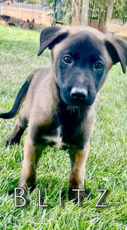 Blitz – Belgian Malinois puppy on hold in Redding, CA
