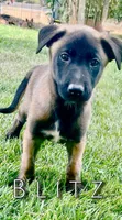 Blitz, a male Belgian Malinois for sale in Redding, CA – 1 of 2