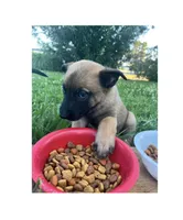 Blaze, a male Belgian Malinois for sale in Redding, CA – 3 of 3