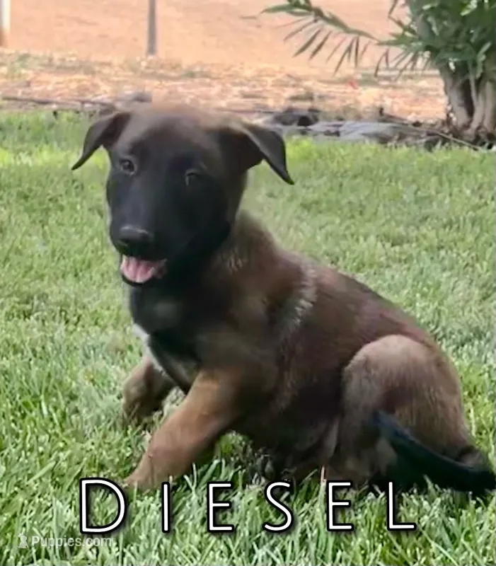 Diesel – Belgian Malinois puppy for sale in Redding, CA