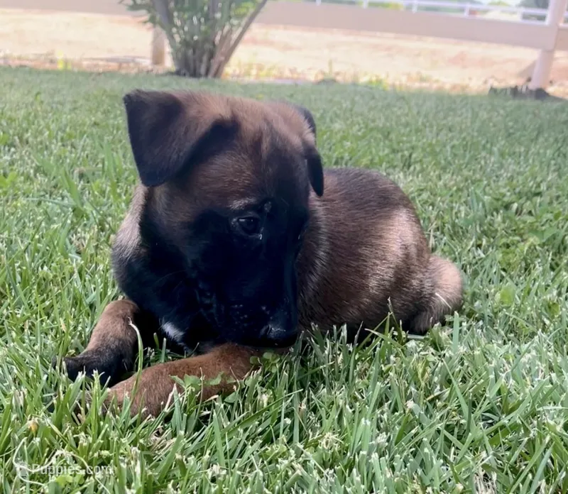 Diesel – Belgian Malinois puppy for sale in Redding, CA