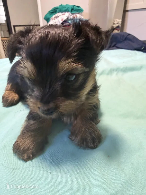 Bruno  – Yorkshire Terrier puppy for sale in Green Bay, WI