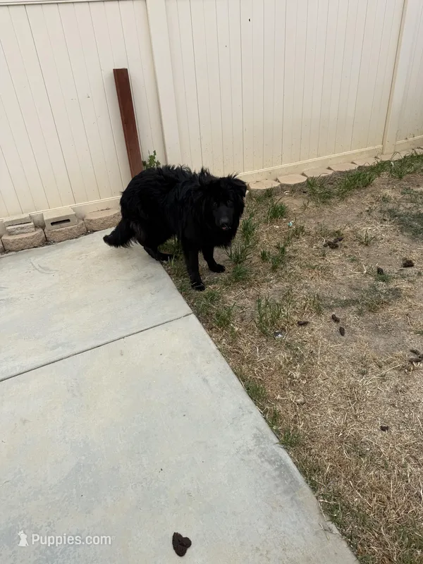 Blue, a male German Shepherd Dog for sale in Moreno Valley, CA – Photo 1 of 5