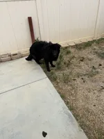 Blue, a male German Shepherd Dog for sale in Moreno Valley, CA – Photo 1 of 5