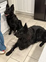 Blue, a male German Shepherd Dog for sale in Moreno Valley, CA – Photo 5 of 5