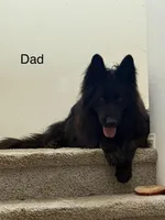 Blue, a male German Shepherd Dog for sale in Moreno Valley, CA – Photo 4 of 5