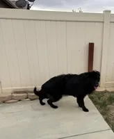 Blue, a male German Shepherd Dog for sale in Moreno Valley, CA – Photo 2 of 5