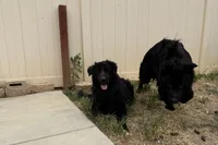 Blue, a male German Shepherd Dog for sale in Moreno Valley, CA – Photo 3 of 5