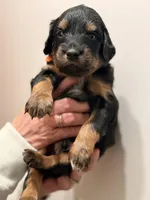 Rotty, a male Aussiedoodle for sale in Appleton, WI – Photo 2 of 4