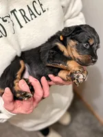 Rotty, a male Aussiedoodle for sale in Appleton, WI – Photo 4 of 4
